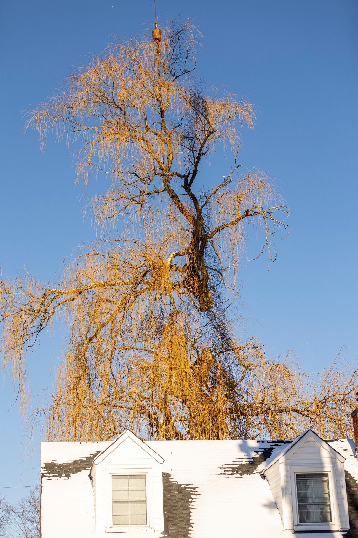 Golden tree reflected in a rippled pond above a white house with snow-covered roof against blue sky.