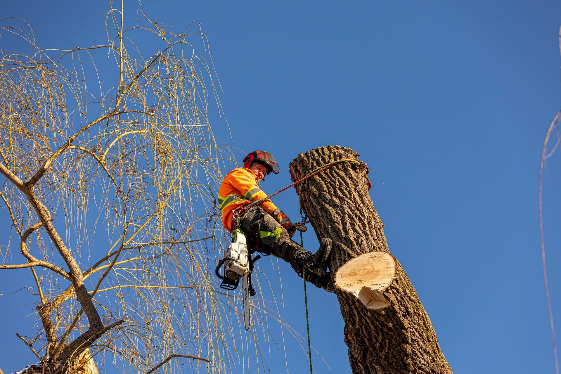 Arborist in orange vest cutting a large tree, secured with ropes, against a blue sky.
