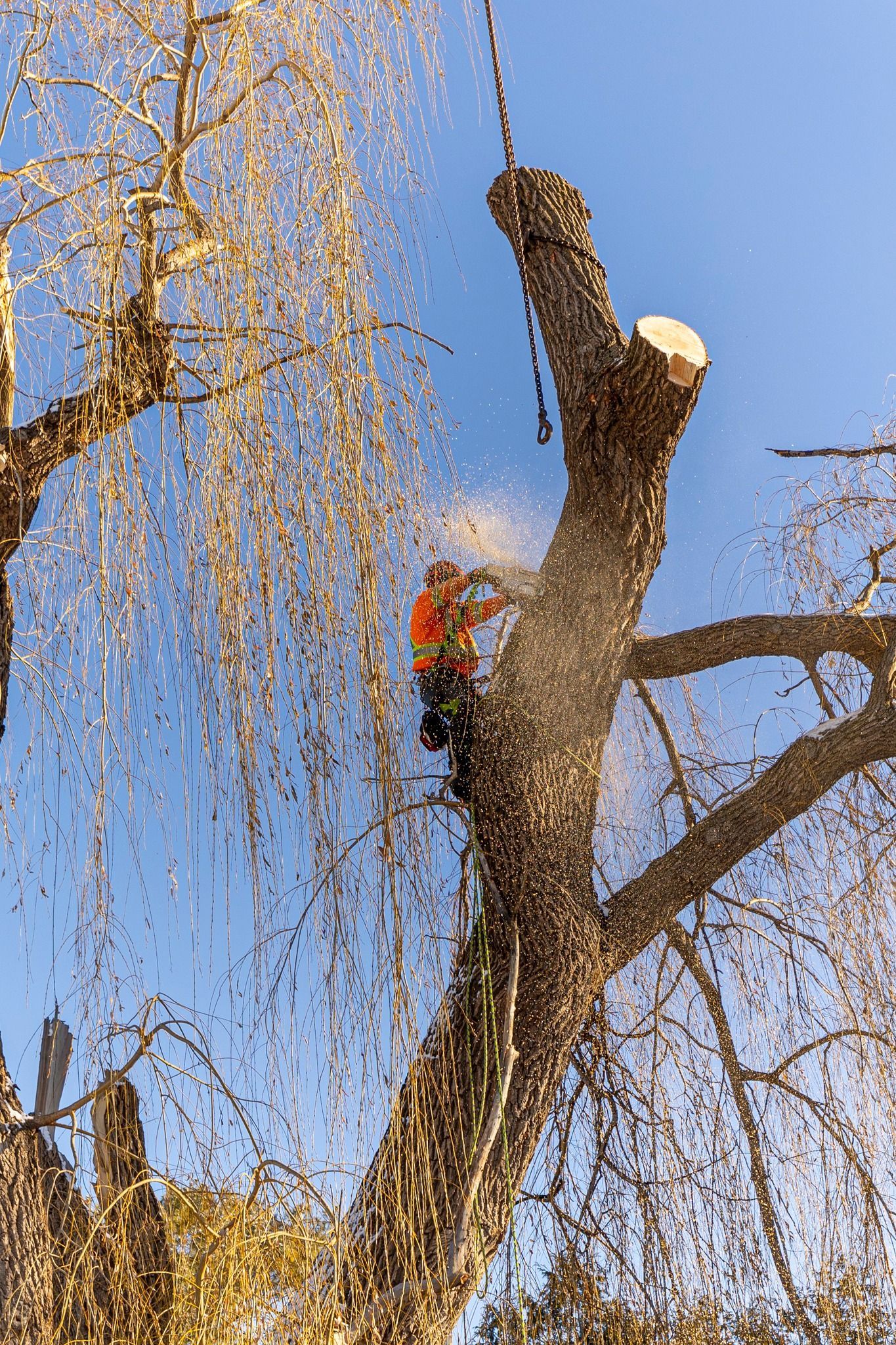 Arborist cutting a tree branch with a chainsaw, sparks flying. Bright blue sky in background.