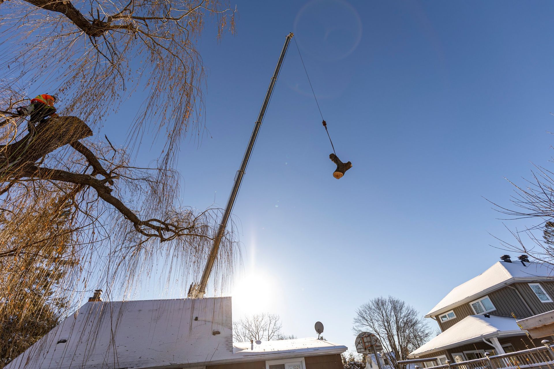 Tree removal: A worker high in a willow tree, crane lifting cut branch, snowy rooftops, bright sun.