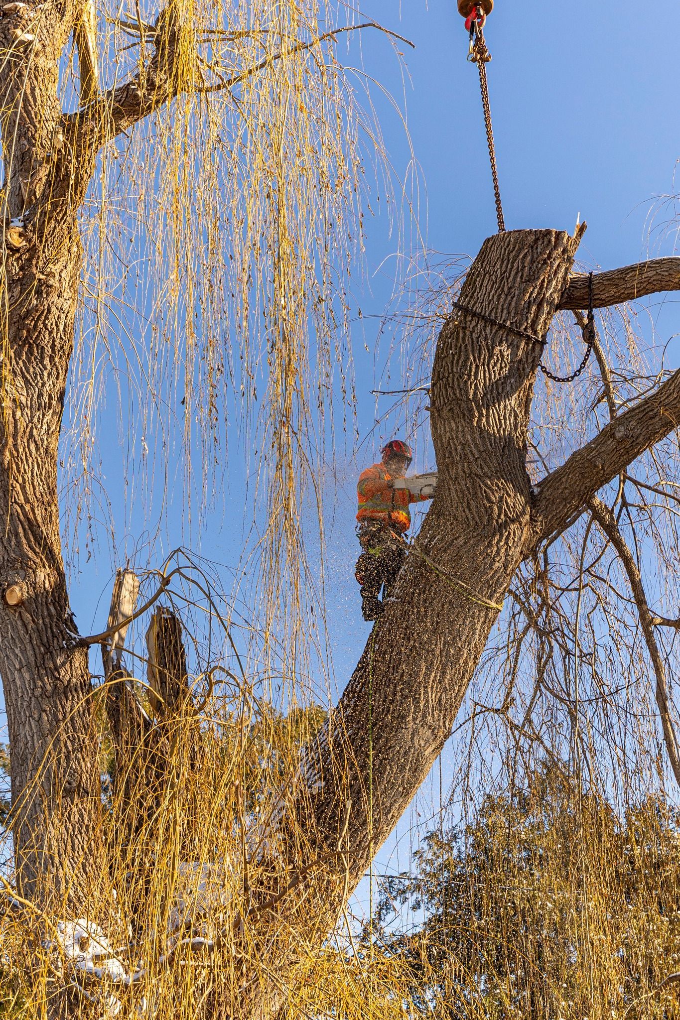 Man cutting tree branch, sawdust falling. Blue sky, sunny day.