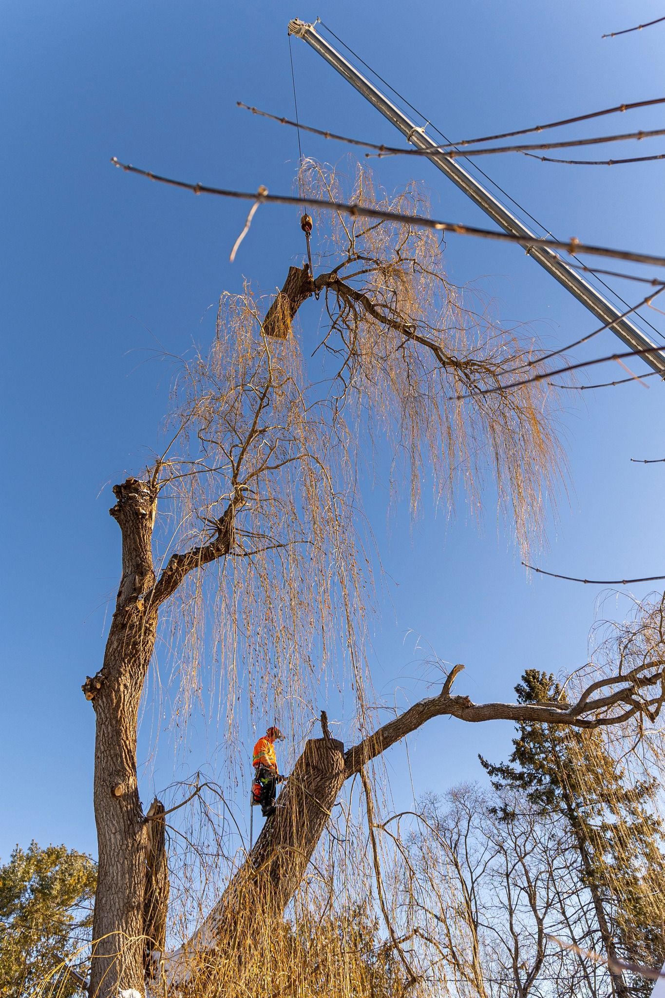 A person pruning a weeping tree against a clear blue sky.