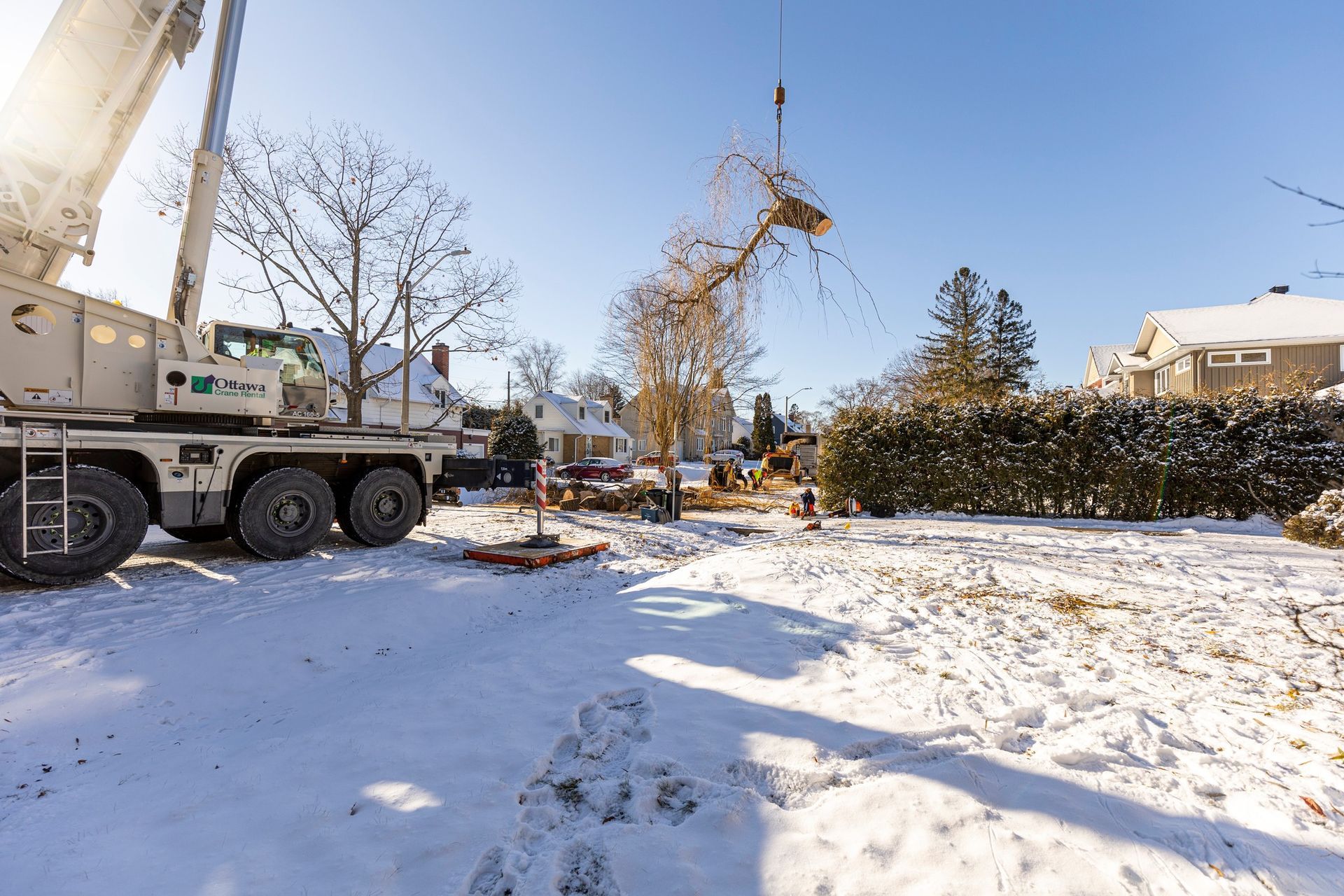 A large crane lifting a tree in a snowy yard, houses in the background.