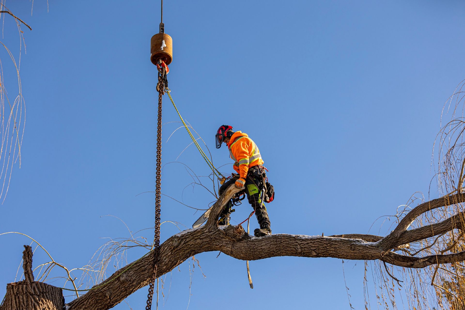 Arborist in orange safety gear cutting tree branch with crane hook overhead on a sunny day.