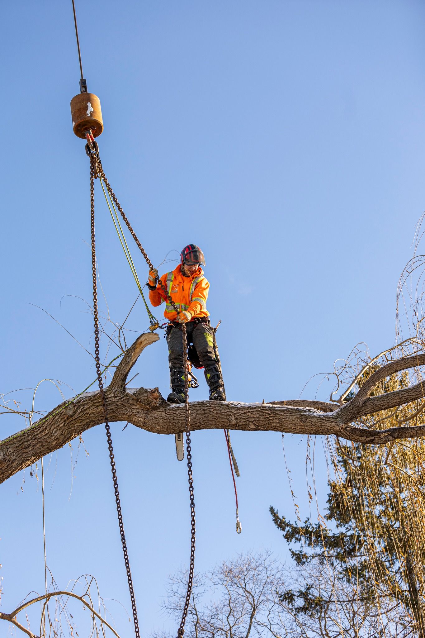 Arborist in orange jacket on tree branch, guiding equipment lowered from a crane against a blue sky.