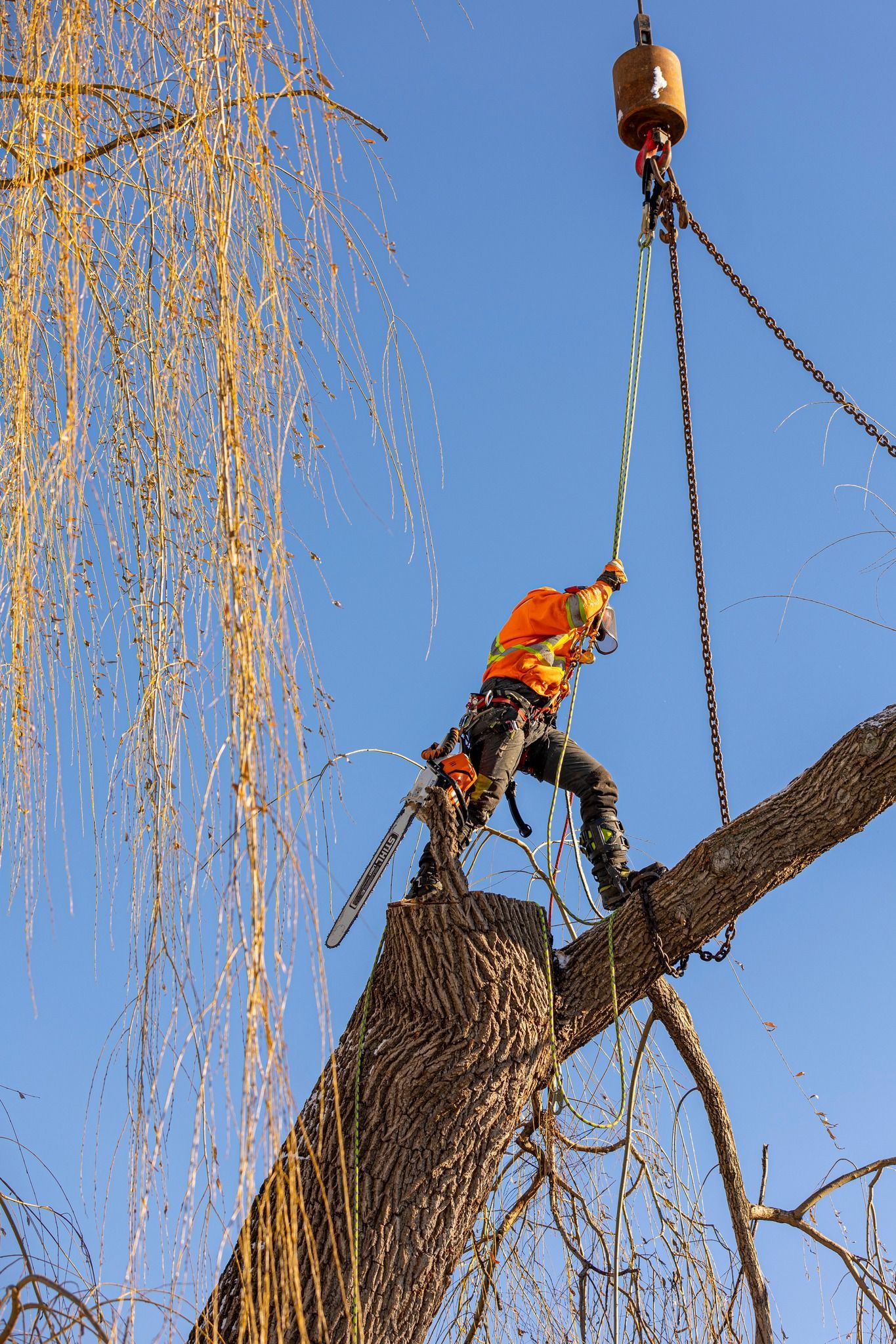 Arborist in orange shirt and hard hat on tree branch, connected to a crane, cutting tree limb with a chainsaw.