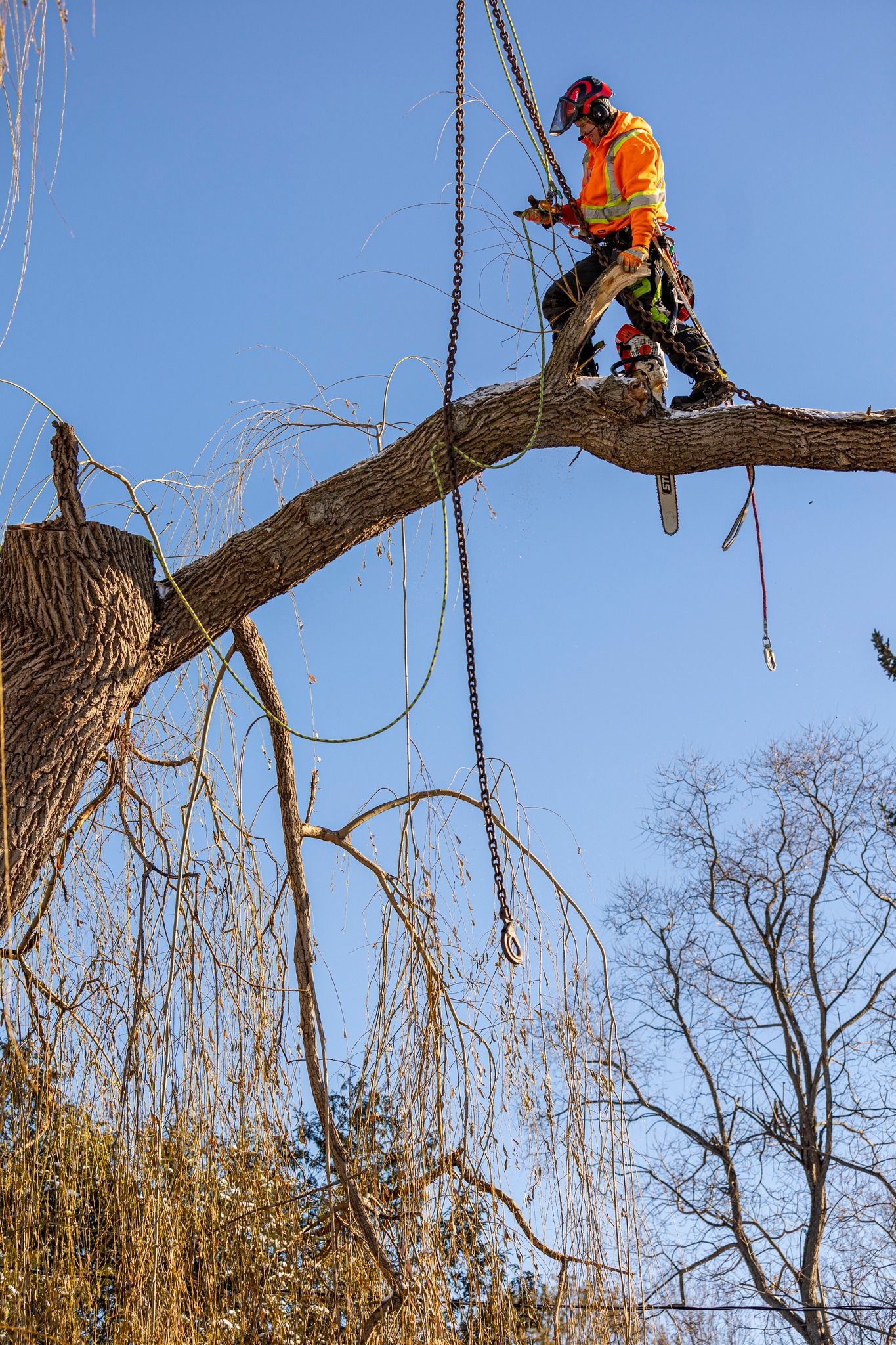 Arborist in orange safety vest cutting a tree branch with a chainsaw against a blue sky.