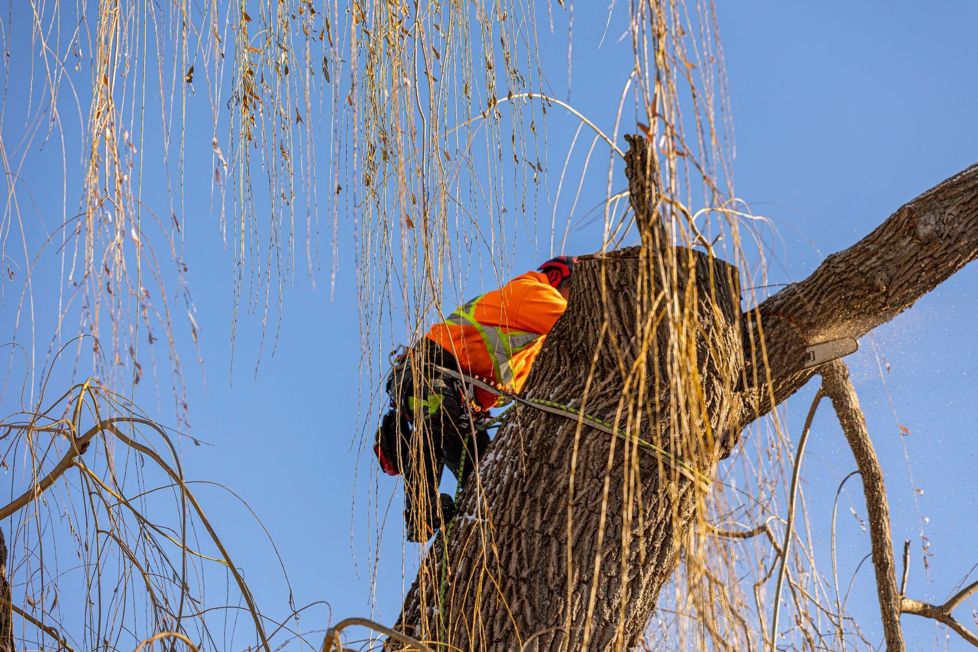 Arborist in orange vest and safety gear, cutting tree branches on a sunny day.