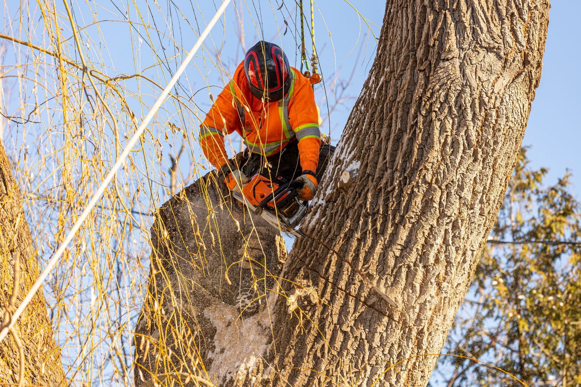 Arborist in orange jacket and helmet, sawing a tree branch with a chainsaw.