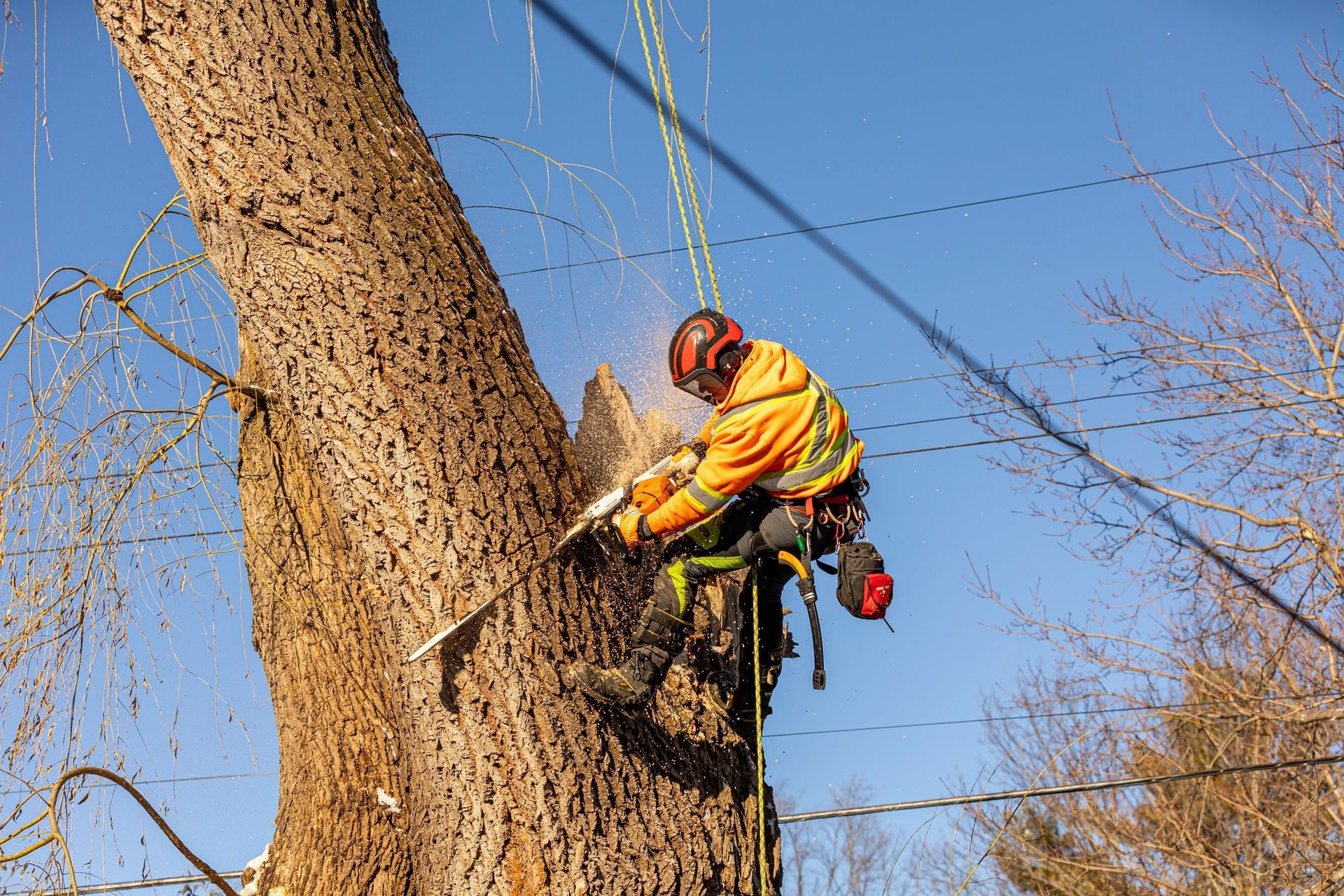 Arborist in orange safety gear cutting a large tree with a chainsaw, suspended by ropes against a blue sky.