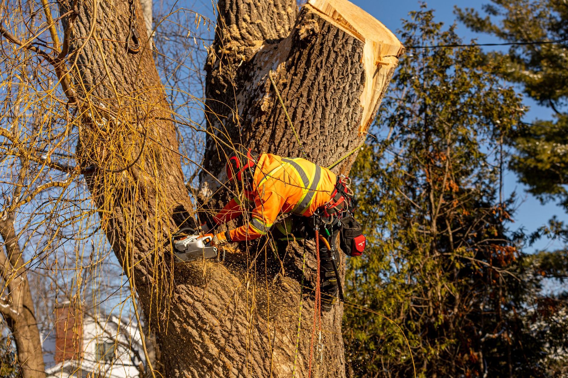 Arborist cutting a large tree branch with a chainsaw. He is wearing safety gear.