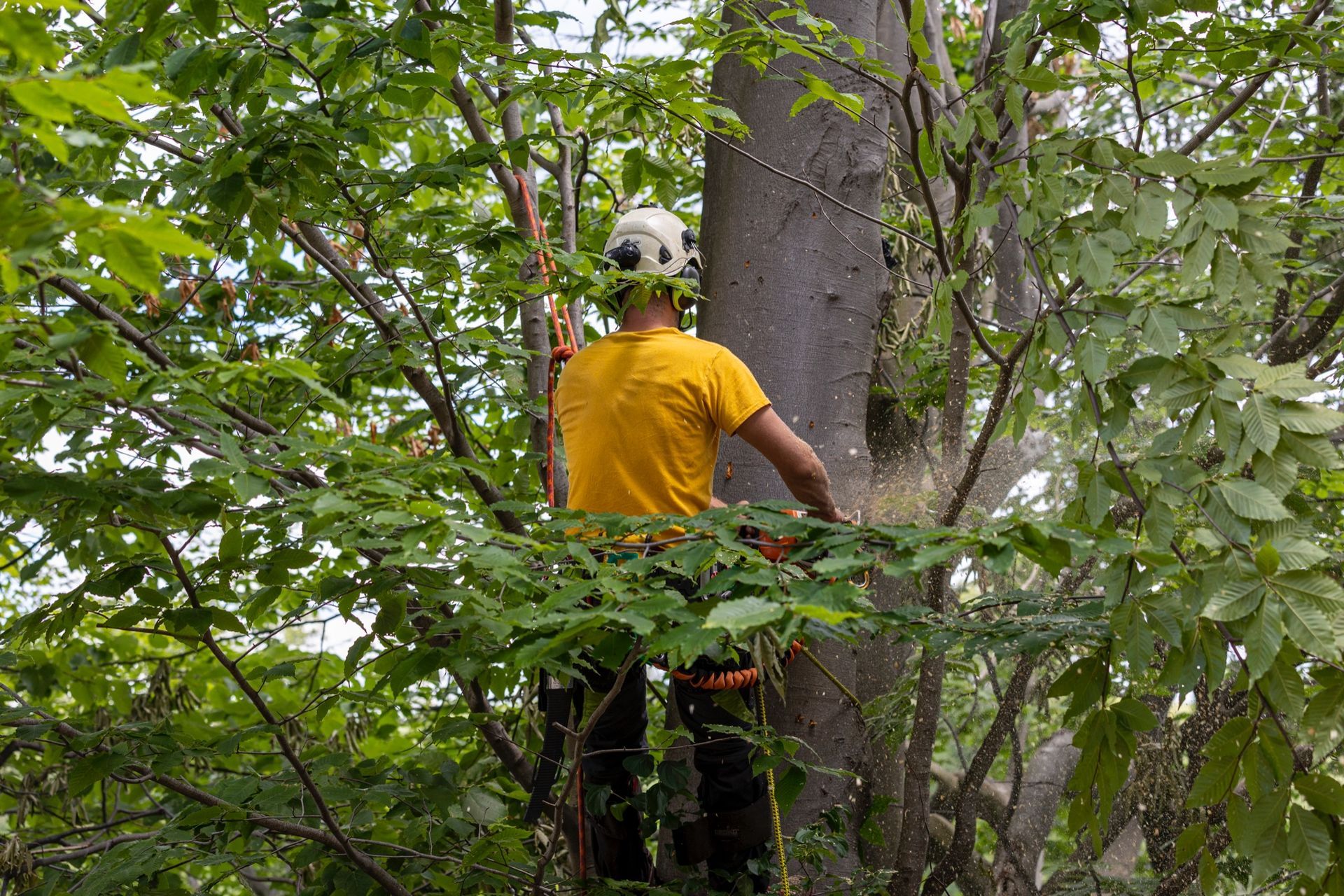 Arborist in yellow shirt, helmet, and harness cutting a tree trunk amidst green foliage.
