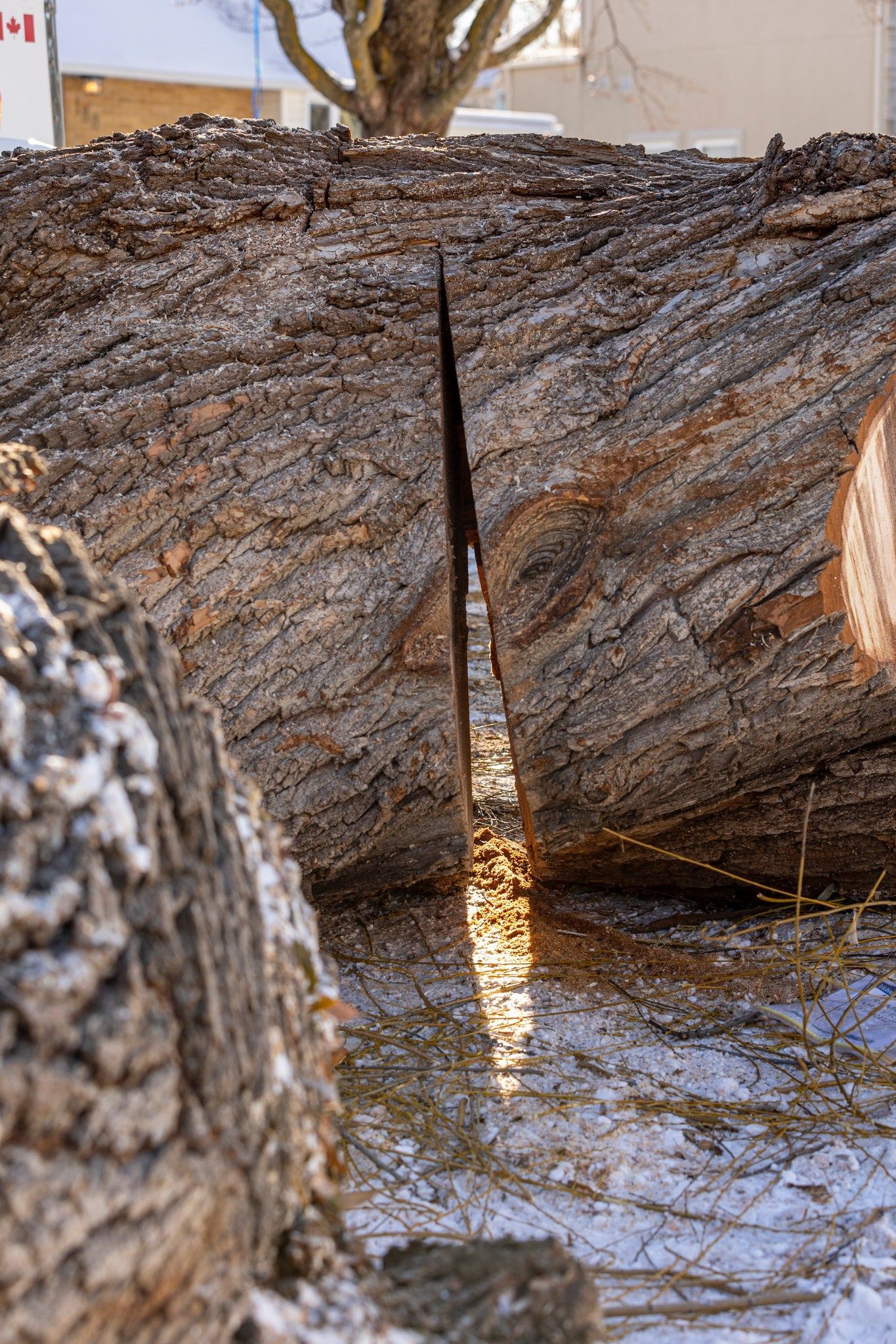 Close-up of a split log with a deep, narrow cut; sunlight streams through the crack.
