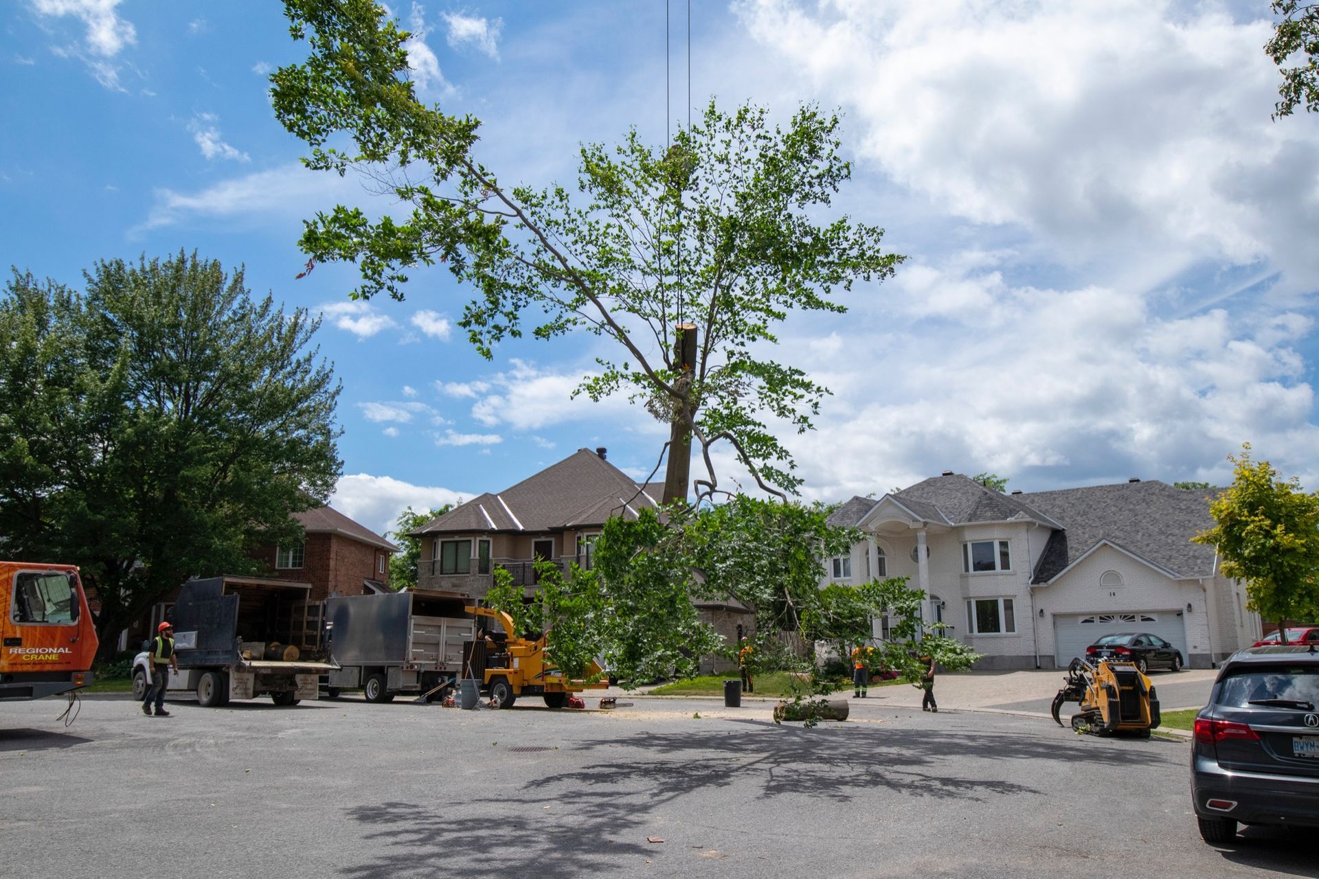 Tree removal in progress; crew working on large tree with trucks and equipment in residential area.