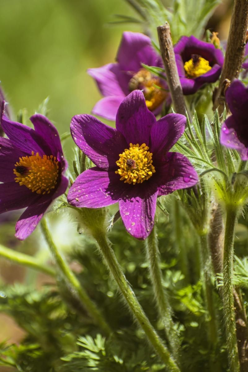 Purple pasque flowers with yellow centers bloom in a garden.