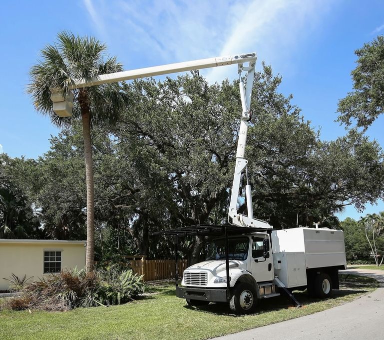 A white truck with a crane attached to it is cutting a palm tree