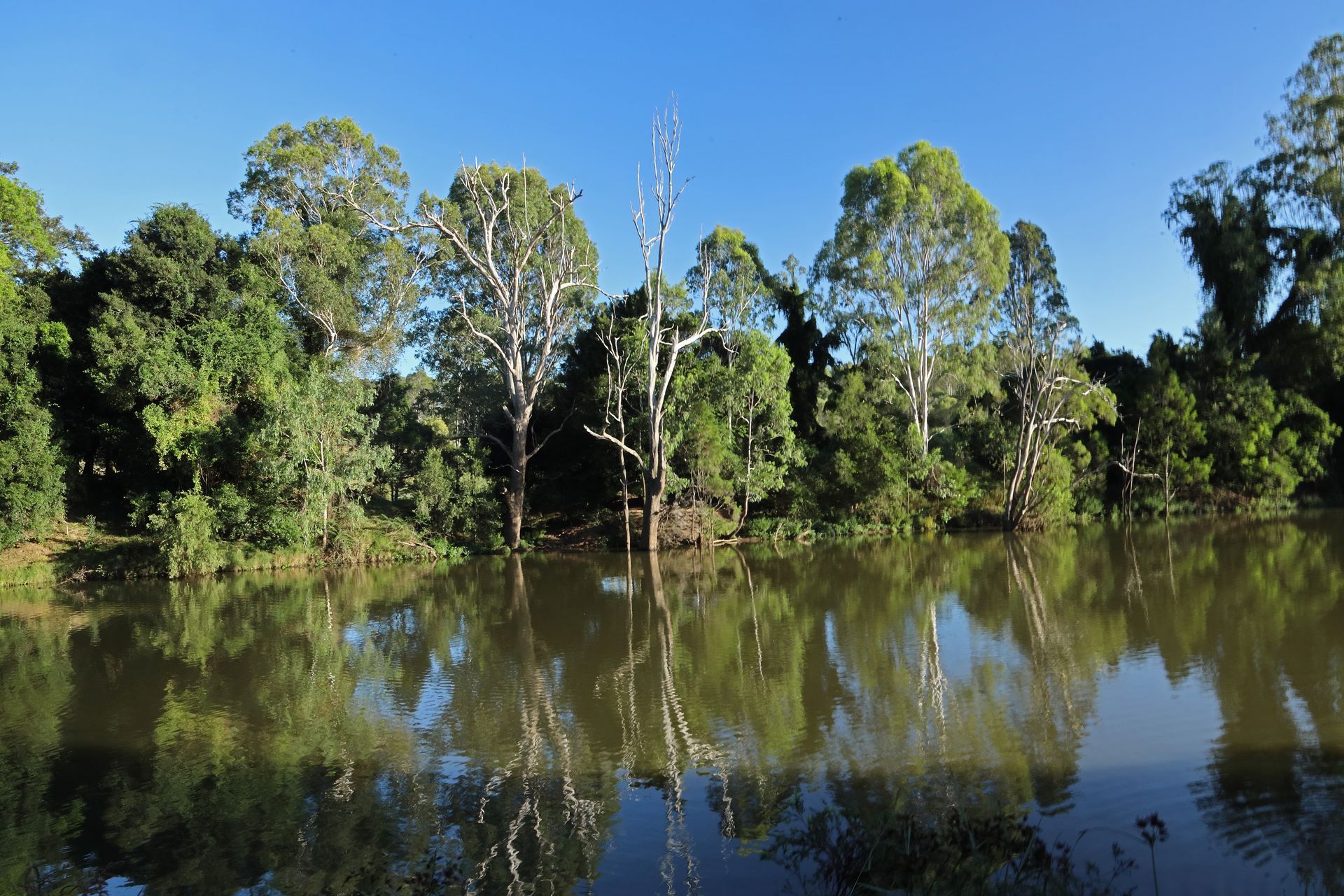 Trees reflected in Logan River. Green and white trees line the banks of a river or lake under a blue sky — Uplift Removals in Logan, QLD