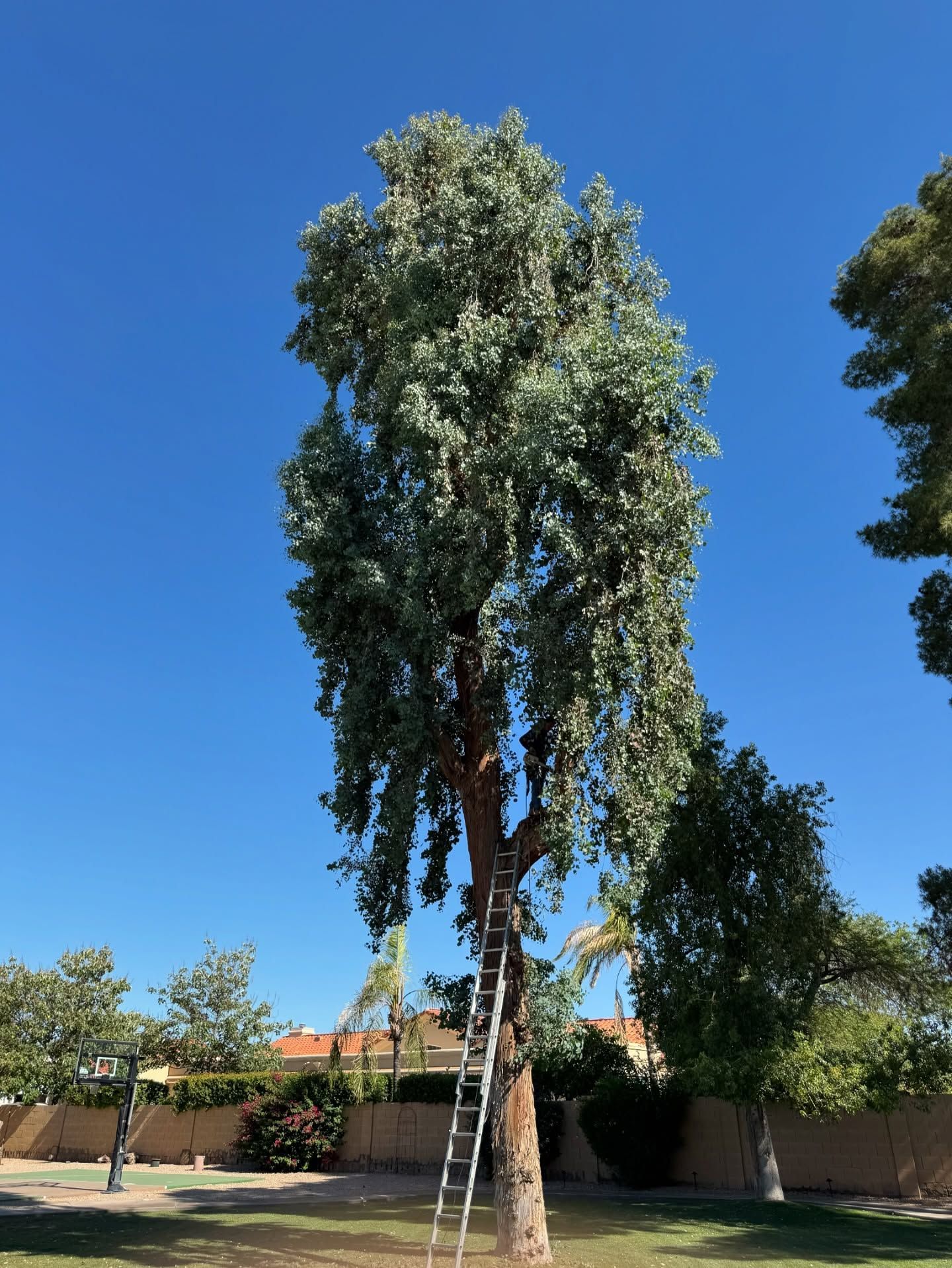 A person is standing on a ladder next to a tree.