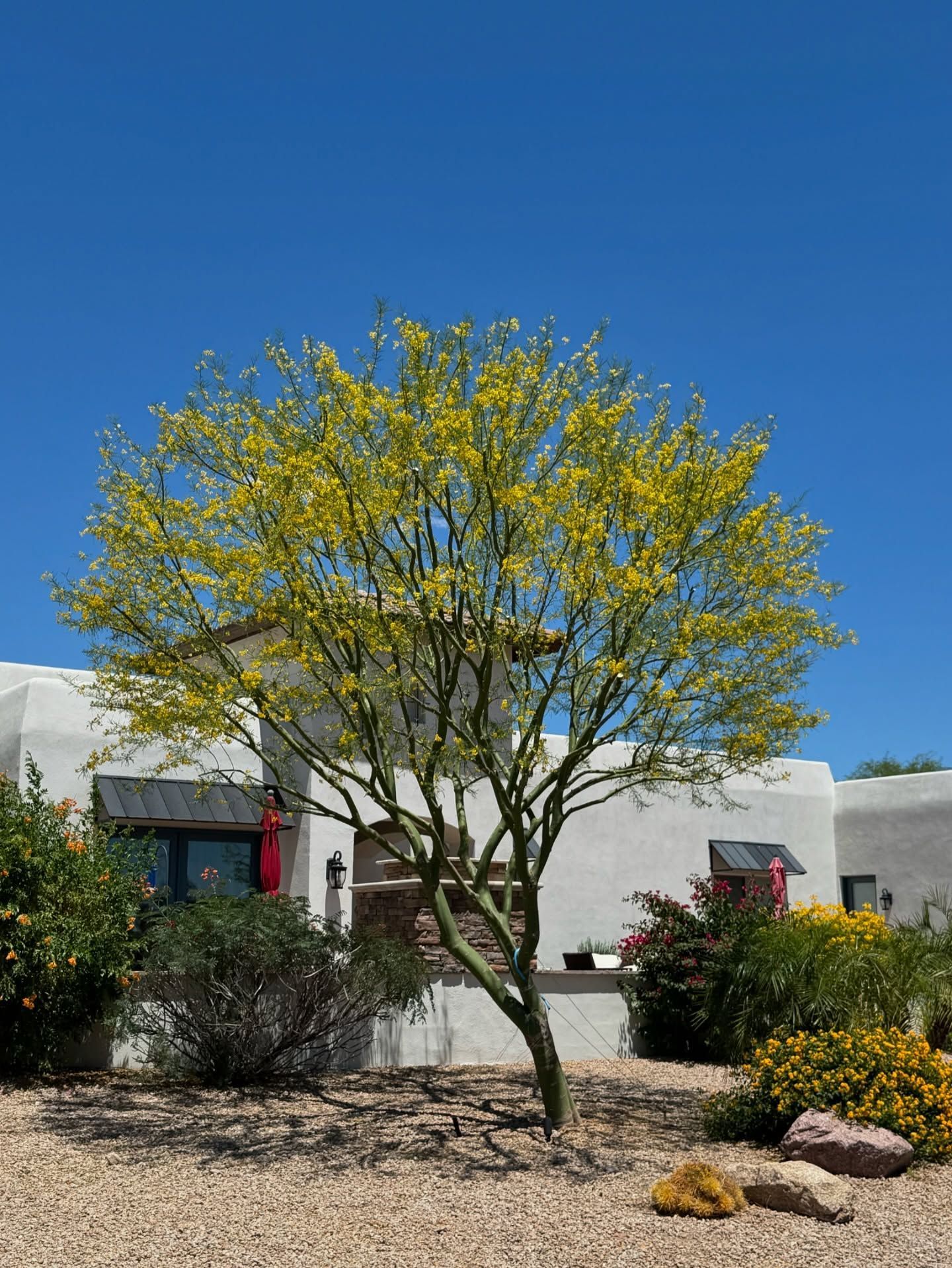 A tree with yellow flowers is in front of a white house.