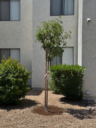 A small tree in front of a white building