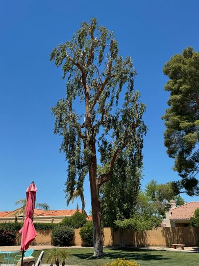 A large tree in a backyard with a red umbrella