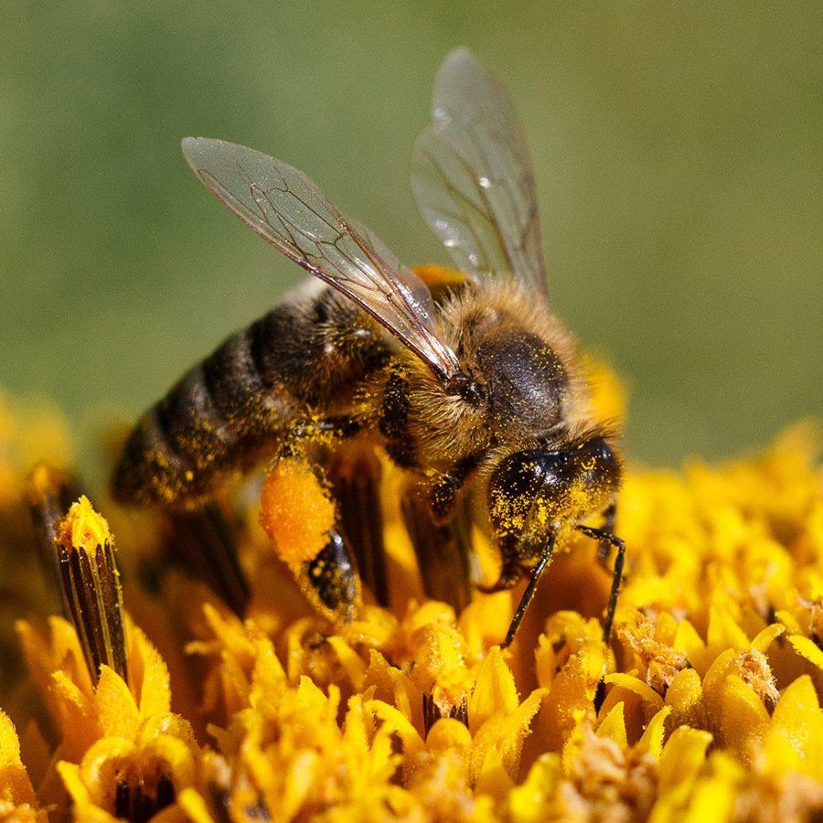 I mieli delle api di Ri