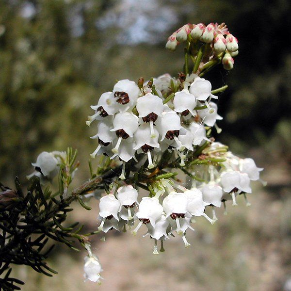 Miele di erica arborea