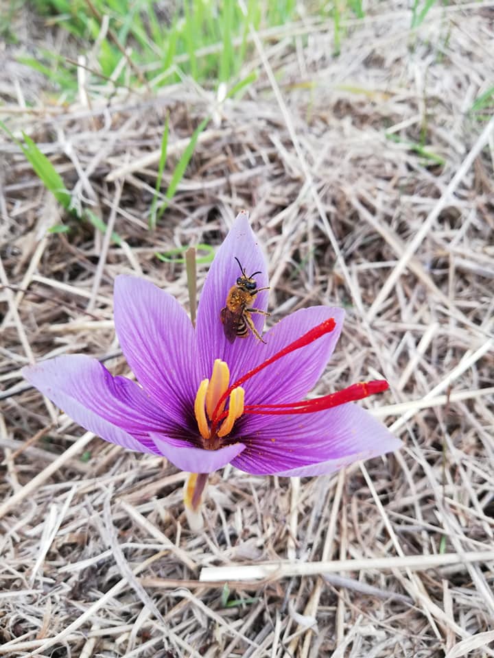 Fiori di zafferano: Crocus sativus