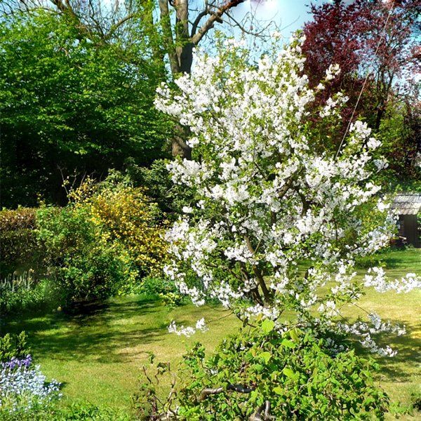 Miele di melata di bosco