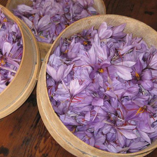 Fiori di zafferano appena raccolti