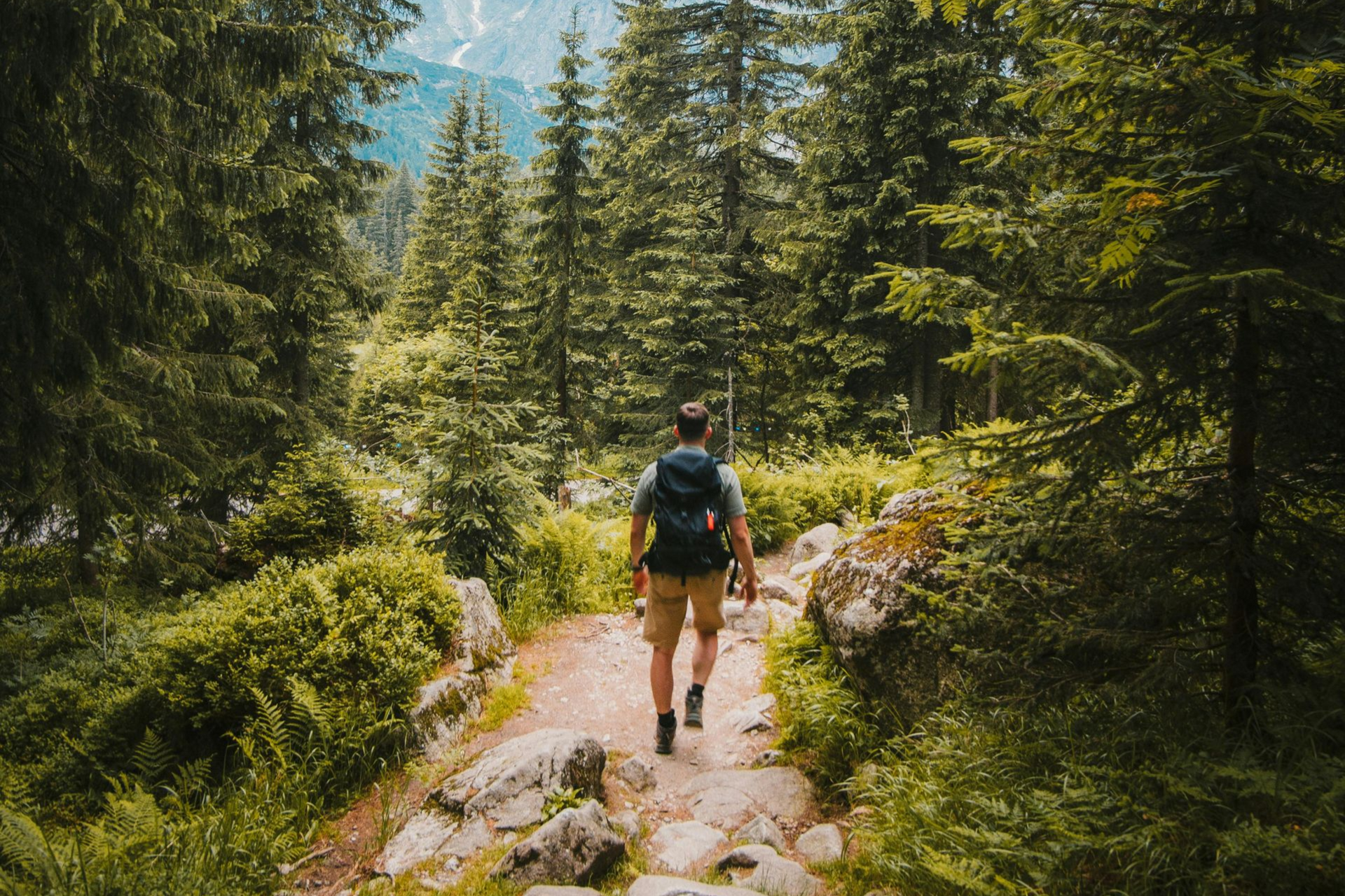 A person with a backpack hikes along a rocky path through a dense, lush green forest toward mountain peaks.