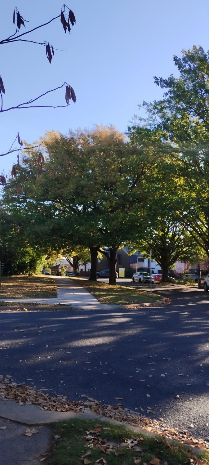 A Row Of Trees On The Side Of A Street In A Residential Neighborhood — Landschape In Braddon, ACT