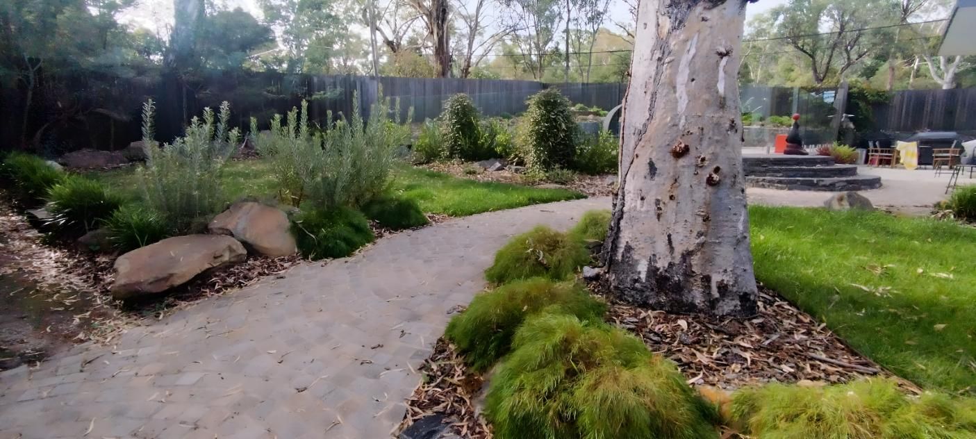 There Is A Tree In The Middle Of The Path In The Backyard — Landschape In Canberra, ACT
