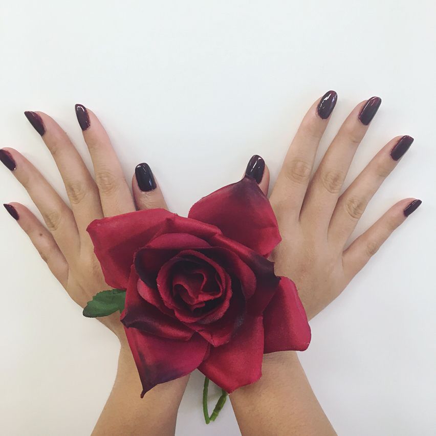 Hands with dark red nails, posing with a dark red rose on a white background.