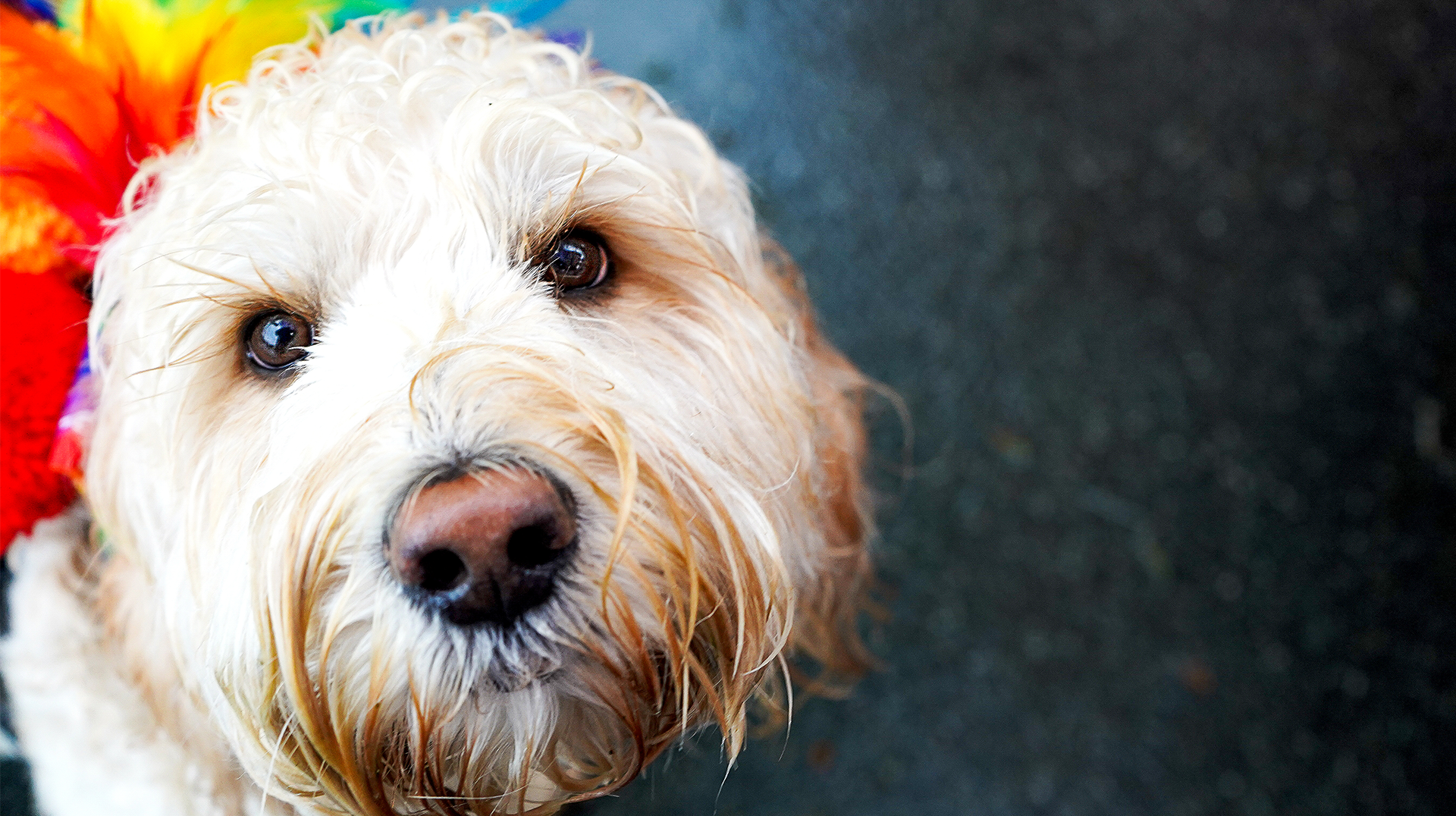 A close up of a dog wearing a rainbow headband.