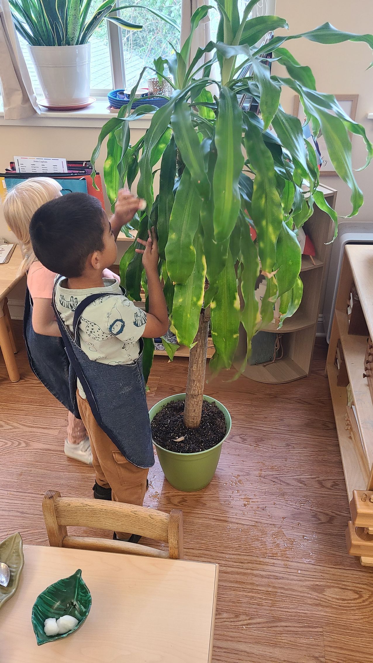 Child watering a tall potted plant in a bright indoor room.