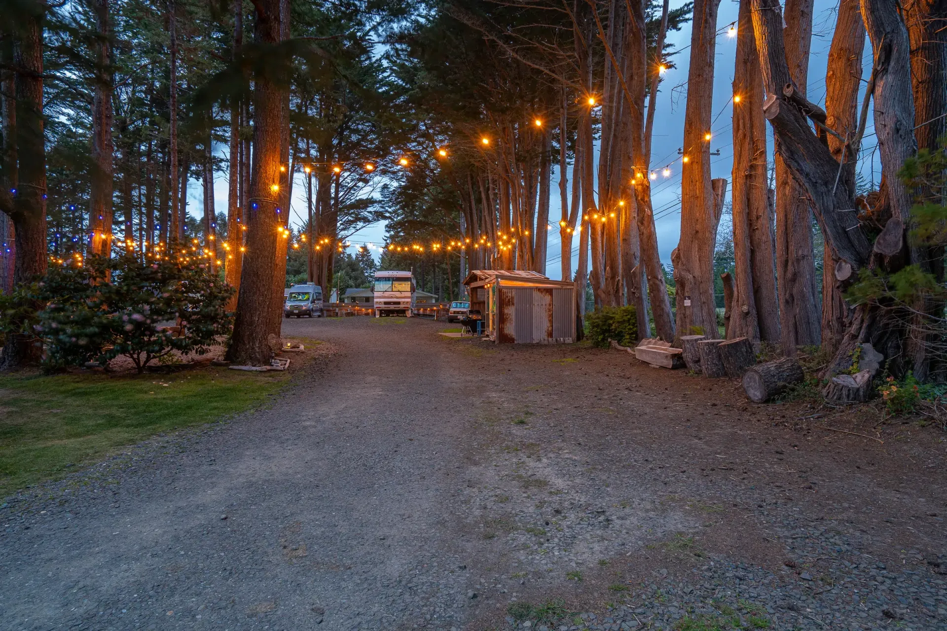 A dirt road in the middle of a forest with lights hanging from the trees.