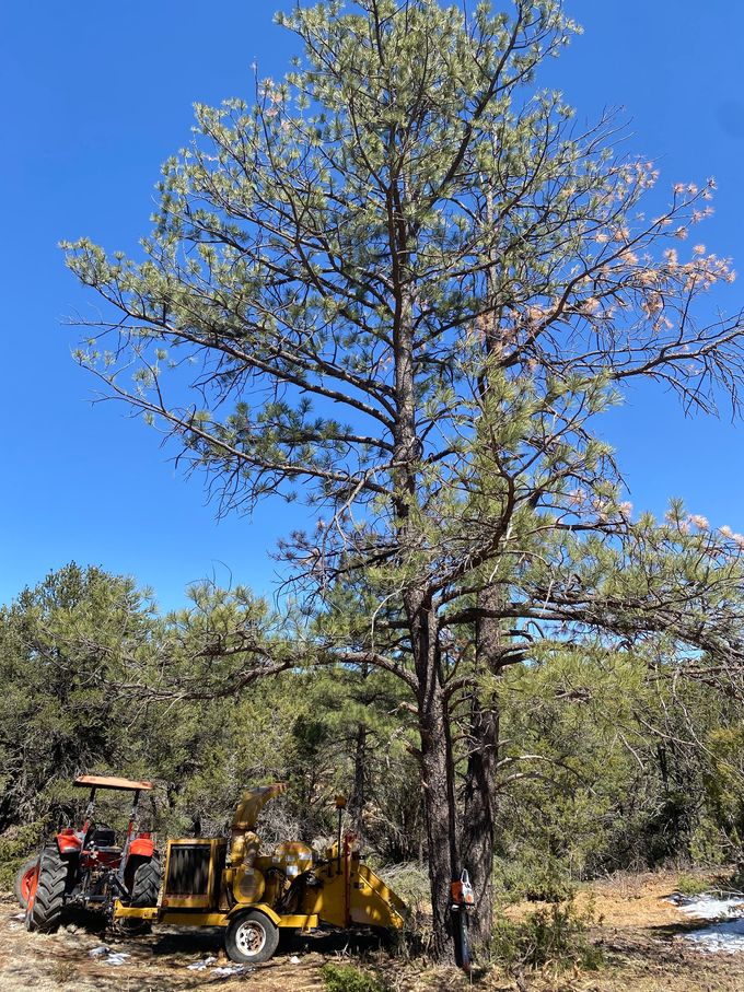 A yellow tractor is parked in front of a large pine tree.