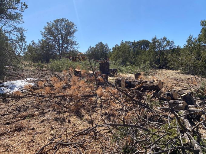 A pile of logs in the middle of a forest.