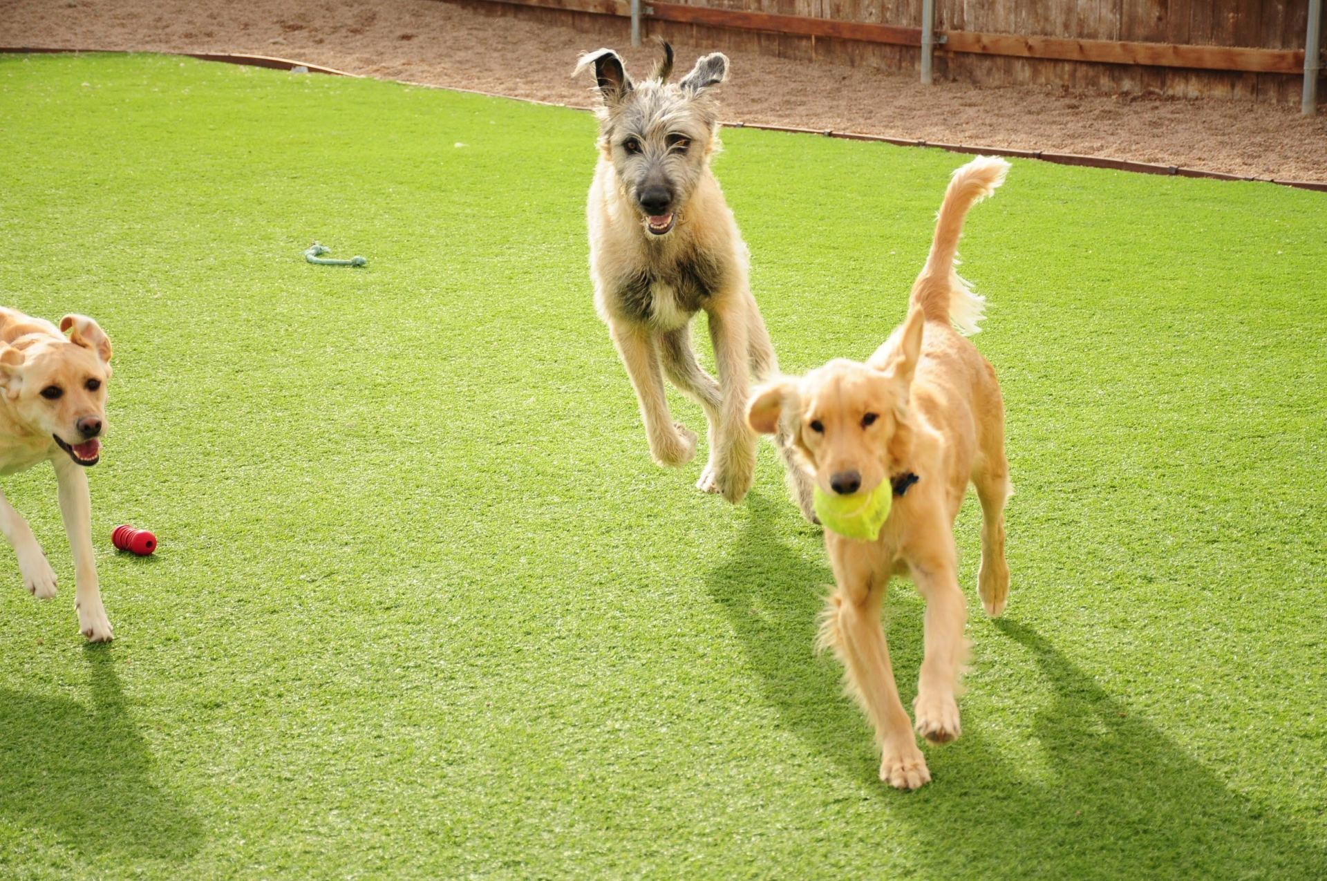 doggie-day-care