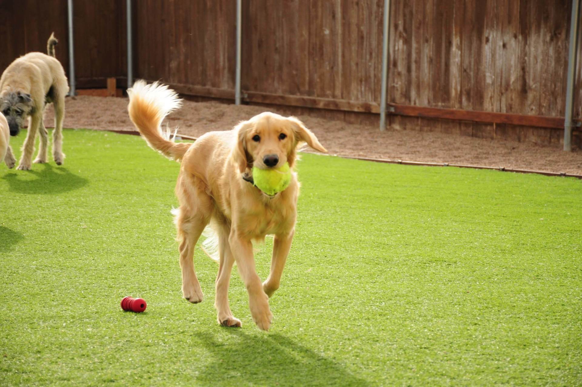 doggie-day-care