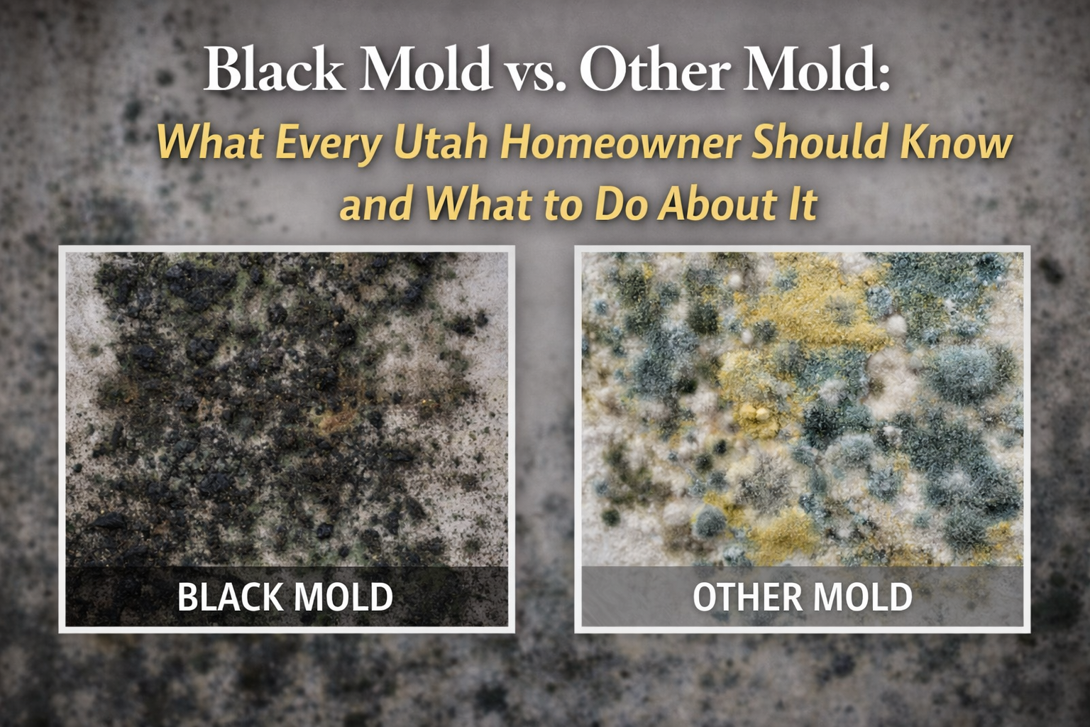 Black Mold vs. Other Mold