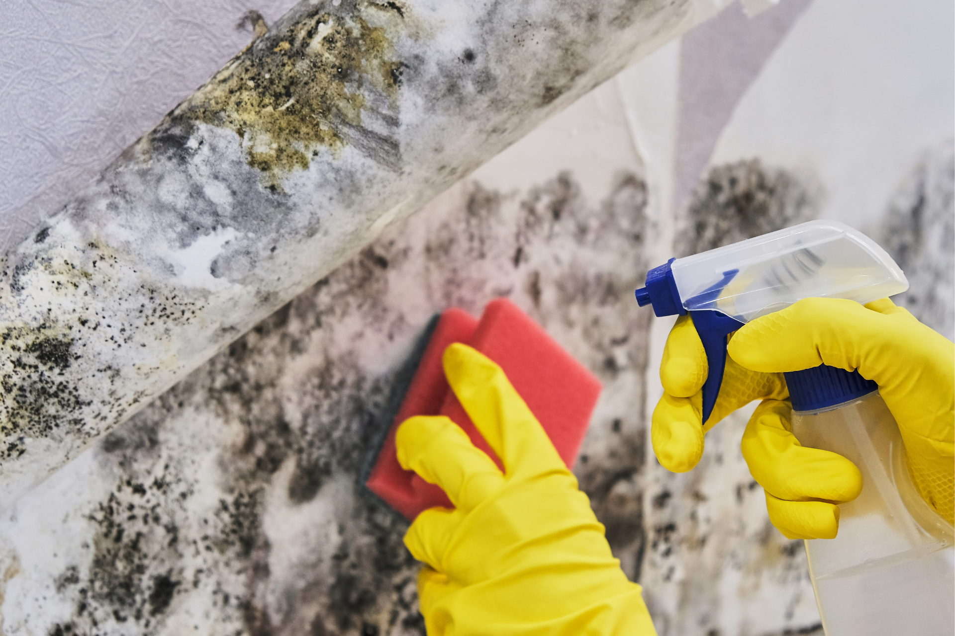 Mould removal