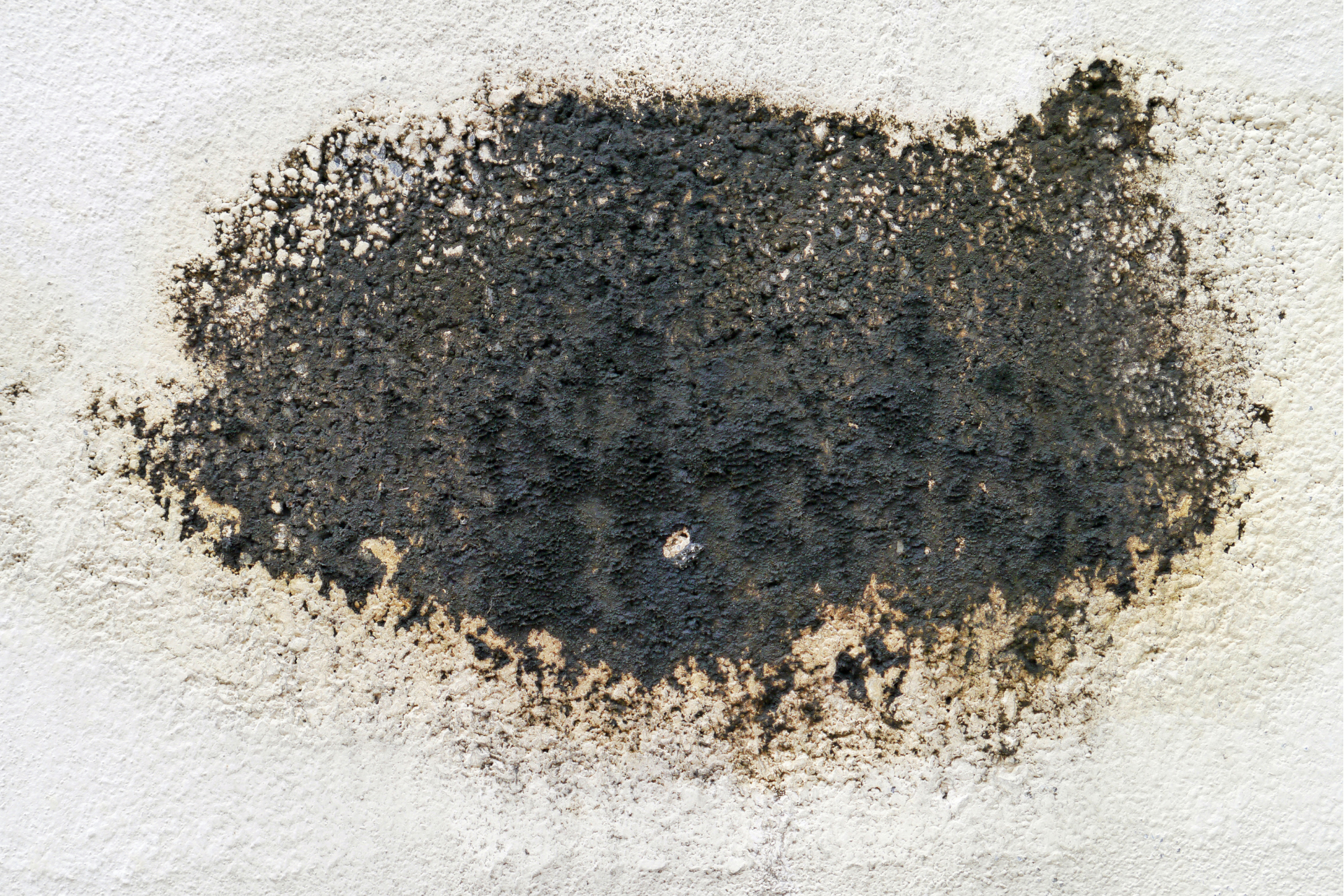 Black mold