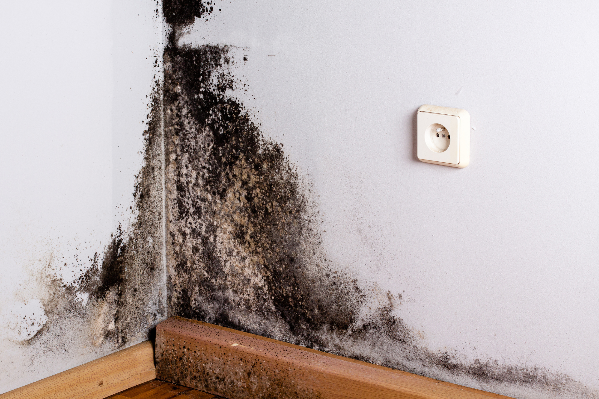 Black mold