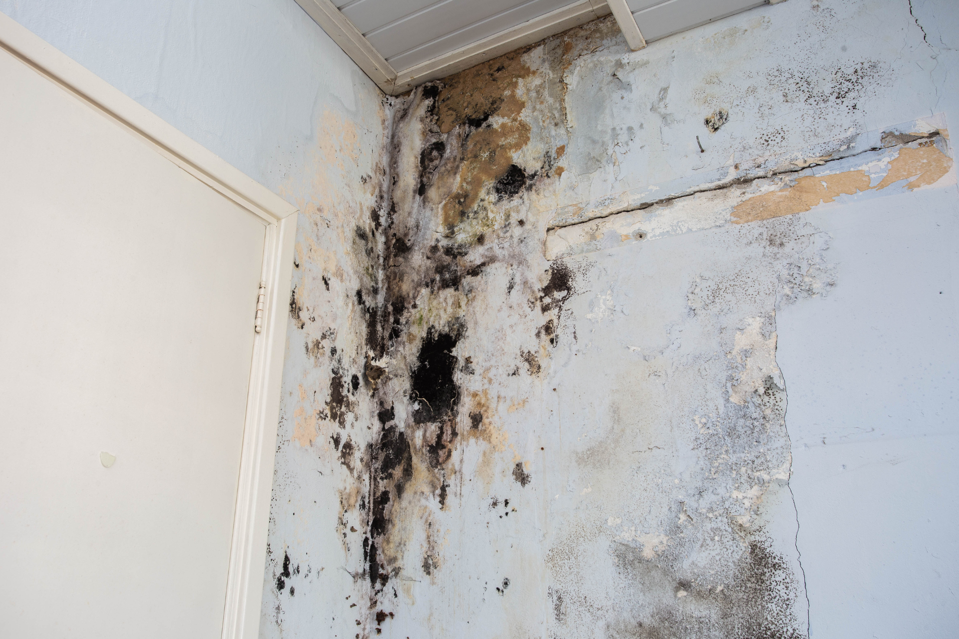 Water damage causing mold growth 