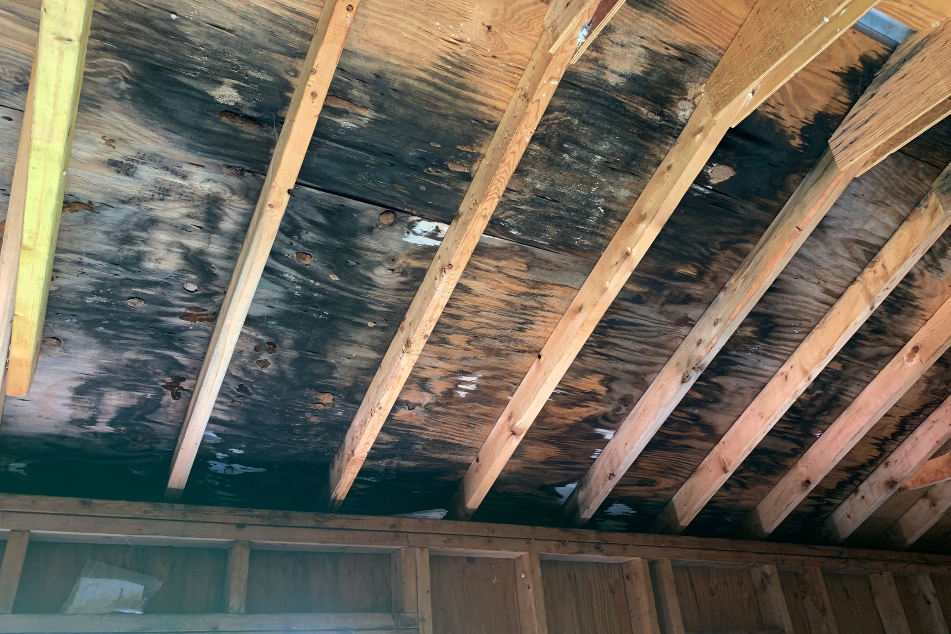 Mold in Attic