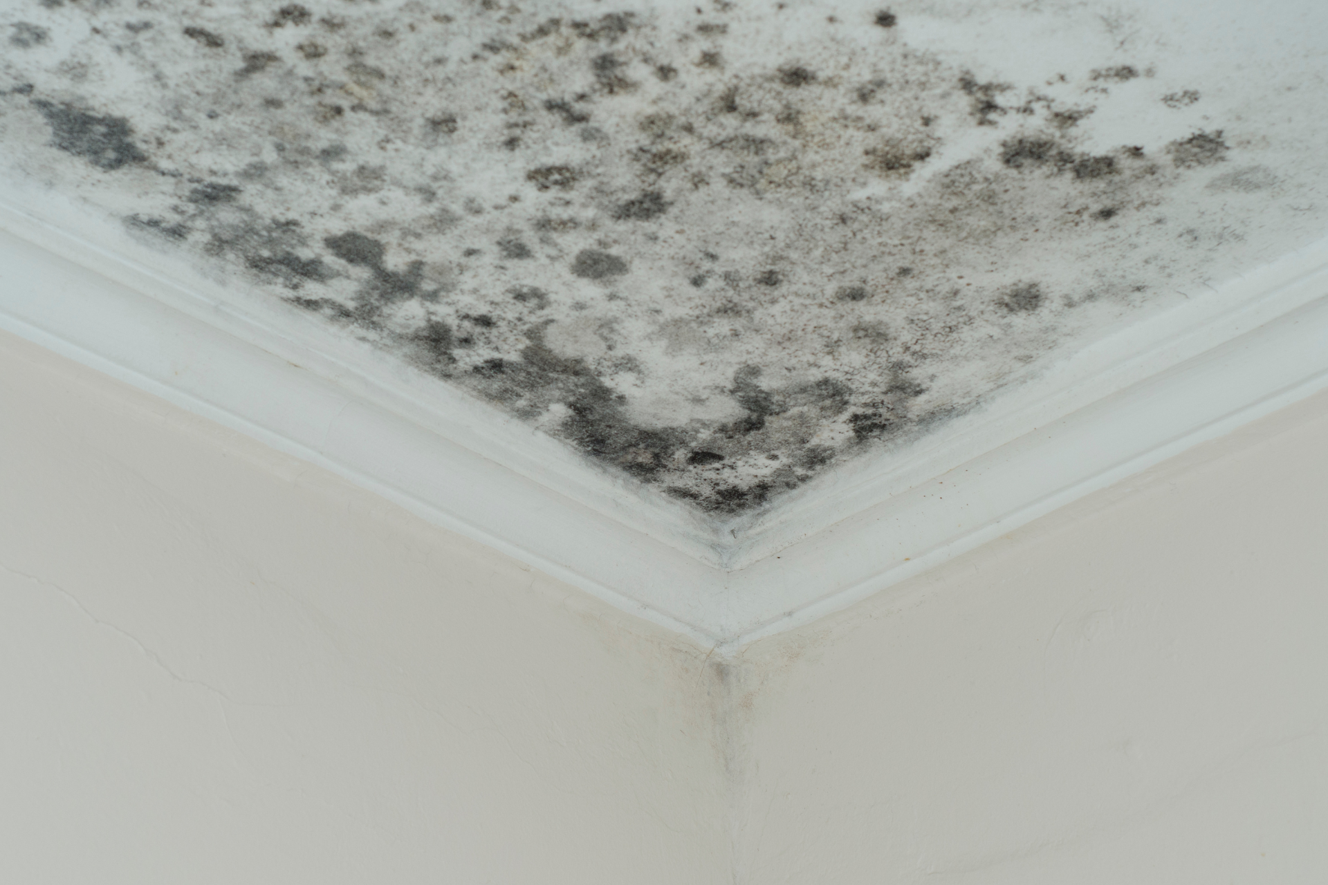 Mold