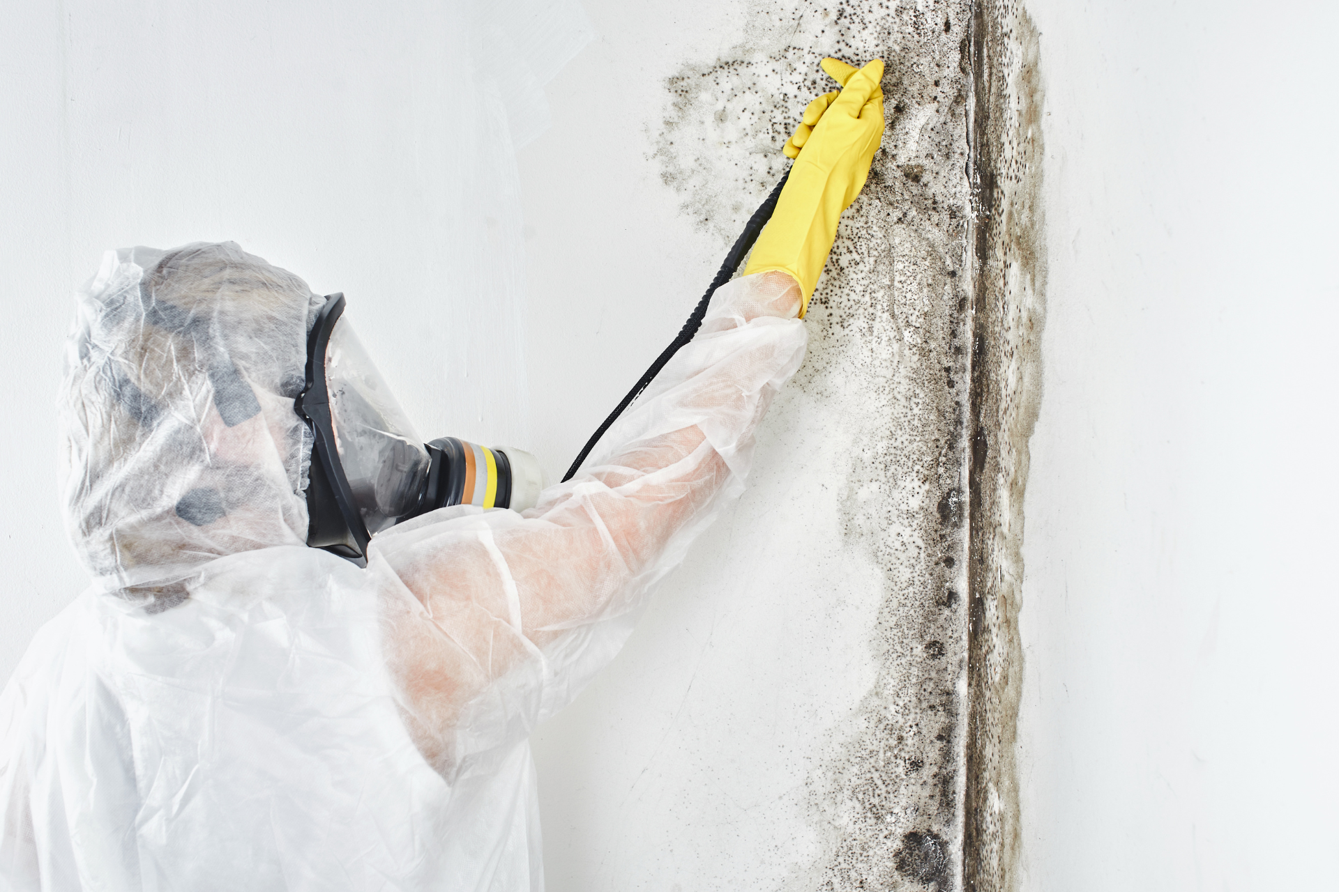 Mold Removal