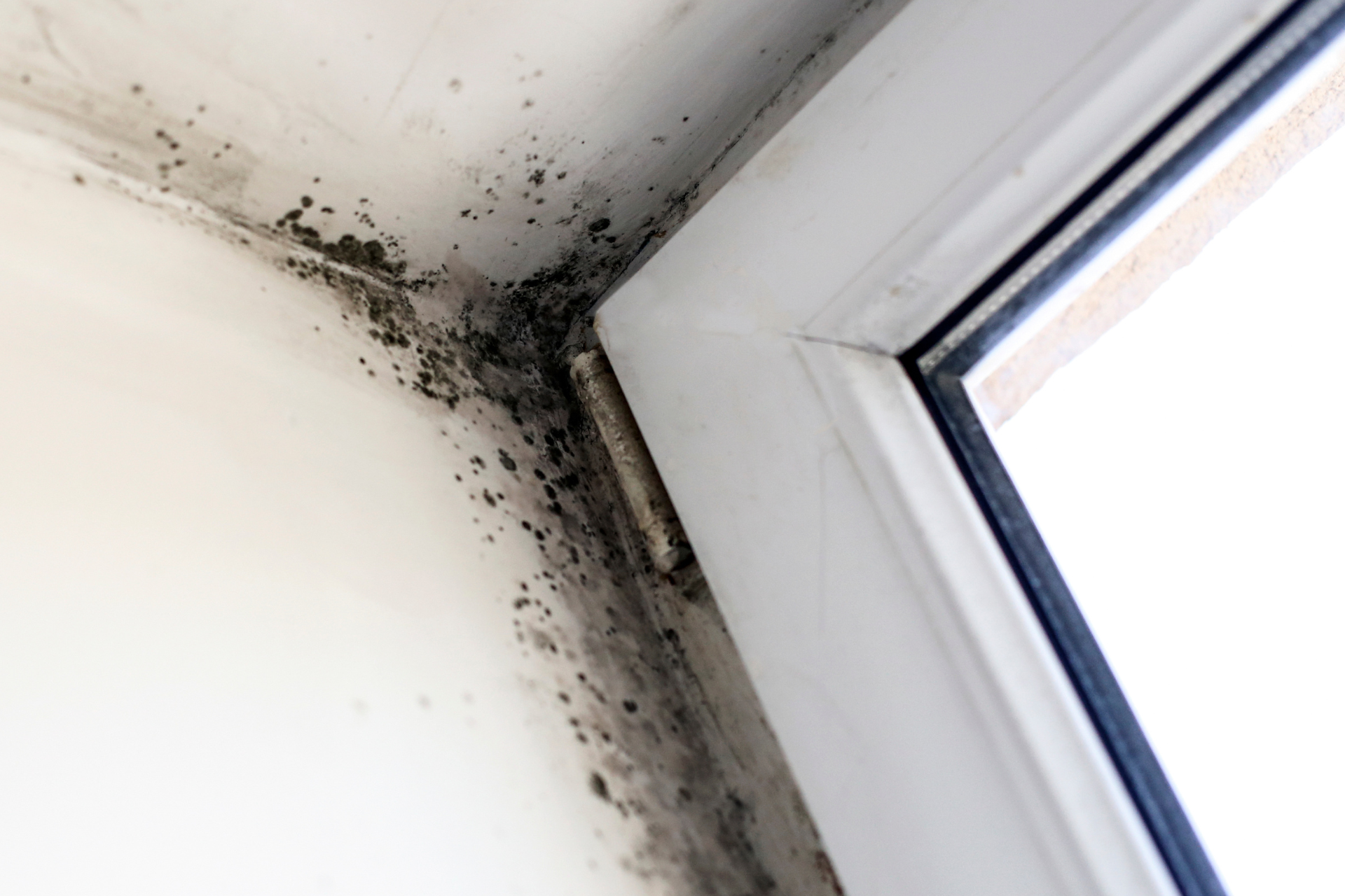 Mold Damage